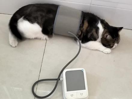 试一下给猫咪测血压!😂