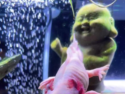 #六角恐龙鱼为什么会漂浮 六角恐龙非常好养,但是有时候小六子漂浮,会让我们不知所措,我总结了三点,第一点,喂食虾干或者虫干,颗粒饲料没有经过浸泡。第二点,尾巴朝上的,一般是吃了不消化的食物,或者粪便干硬导致便秘。第三点,脚受伤或者腹部擦伤。解决方法一、如果大家喂干饲料,可以先把饲料虾干,虫干浸泡一下再投喂,二、肉类要喂生的纯瘦肉丝,挑除筋膜血管肥肉和皮,三、不要喂活体泥鳅苗,防止钻伤肠胃。四、平时至少一天一顿,喂饱减少咬脚,不要和其他的鱼和龟混养,鱼缸里不要摆放尖锐的物件,防止受伤。五、万一便秘了可以换凉水刺激,按摩肚子或者泡土霉素溶液,如果你有防治六六漂浮更好的方法,可以在评论区大家一起讨论一下。 #萌宠 #六角恐龙鱼 #漂浮 #六角恐龙鱼吃什么