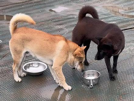 瓦片也有翻身日,困龙也有上天时。小宝要逆袭了。#动物的迷惑行为 #创作者中心 #创作灵感 #狗狗 #广西田园犬