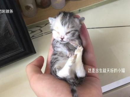 小小猫完成啊 萌萌的☺️#标本#标本制作#小众爱好