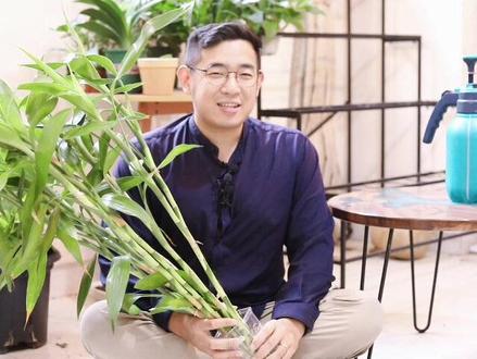 富贵竹怎么养? 园艺师教你,富贵竹的详细养护技巧#养花 #养花