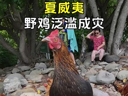 夏威夷野鸡为什么泛滥? #野鸡泛滥 #夏威夷野鸡 #涨知识