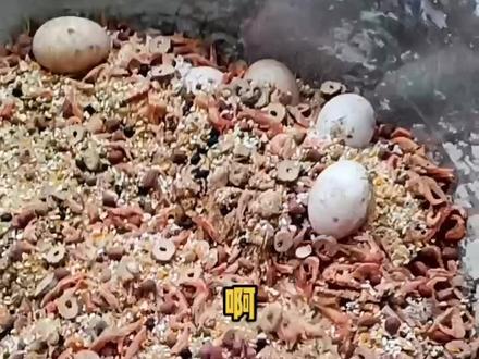 和师傅讨教了一些斗鸡打料。不一定很全面,大家有用得到的可以看一下,用不到的请不要喷我哦#人工孵化 #农村创业养殖 #2022新农人计划 #同城创作补贴计划 #彬彬斗鸡养殖