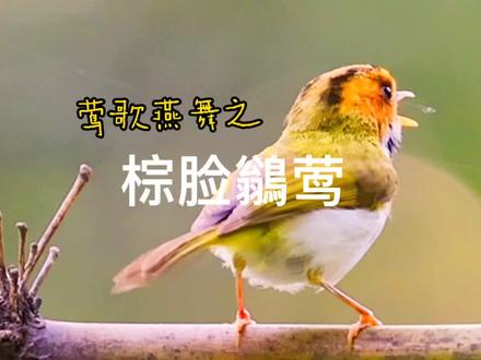 棕脸鶲莺:#清亮纯净的歌声如银铃般悦耳动听!#别具一格的抖臀舞更是赏心悦目!#青山公园