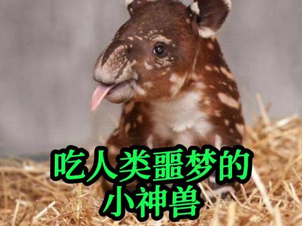 最古老的野生小可爱 #爱护大自然保护野生动物 #万物皆有灵性 #奇妙的动物 #神奇动物 #野生动物零距离