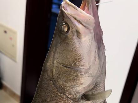 金目鲈到底好吃不好吃呢?#路亚 #原来钓鱼才是抖音运动顶流 #2023dou来钓鱼 #钓鱼人 #钓鱼