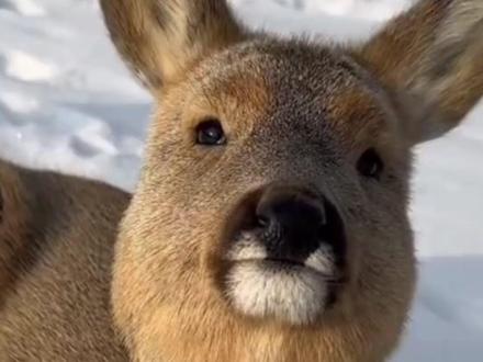 傻狍子,找抽日记! #傻狍子