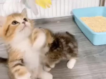 #养猫养猫 最全小奶猫喂食方式来啰~ 再也不用担心养不H小奶猫了♥️#萌宠 #抖音小助手
