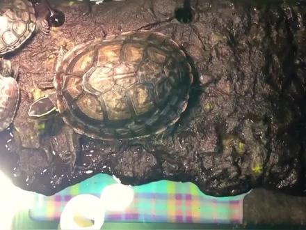 巴西龟冬眠放水还是放沙?巴西龟冬眠要怎么做?#奇妙的动物 #龟 #乌龟 #龟宠时代 #宠物龟 #巴西龟