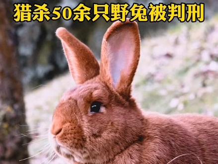 猎杀50余只野兔被判刑#张家口 #警方