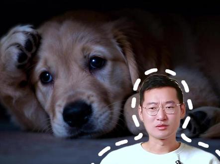 狗的压力你看不见 放炮应激、寄养焦虑…你忽视的心理压力,正在要它的命#春节 #狗狗行为心理 #科学养宠 #狗狗健康 #养狗必修课