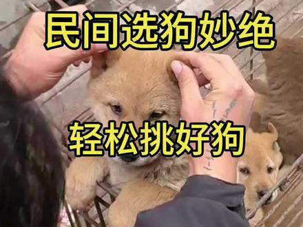 民间老大爷的条狗秘诀 朋友们学起来#养狗经验分享 #养狗人