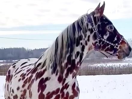 马年带你认识19种马,祝大家马年行大运,一马当先,马到成功 #马 #马到成功 #马年 #涨知识