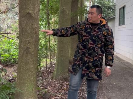 #金丝楠木树苗#三农#三农流量扶持计划
20来年的金丝楠木,可以价值100万了,你们觉得该卖吗?