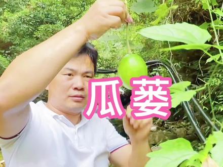 瓜蒌也是栝楼,别名天瓜、药瓜等,瓜蒌瓜子是上品美味,根是天花粉。#新农村计划2022 #乡村守护人 #栝楼 #瓜蒌 #天花粉 #大康本草 #植物科普
