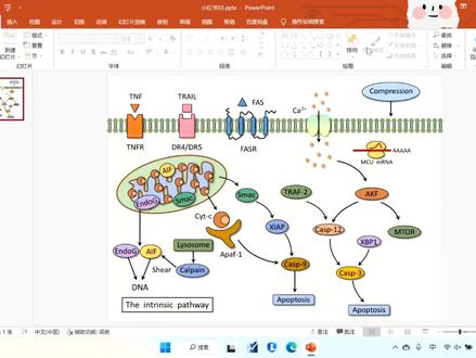 【PPT科研绘图】分分钟掌握SCI文章经典信号通路「MAPK信号通路」顶刊Nature Cell biology配图 论文开题报告#科研绘图#PPT绘图 #论文开题报告 #ai机制图 #信号通路图 #技术路线图