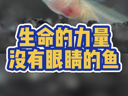 看到小鱼心脏跳动的那一刻我几乎要流泪了,原来小小的生命都在珍惜每一秒的呼吸,我们有什么理由自怨自艾? #观赏鱼#养鱼日记 #水族 #鱼缸里的大自然 #孔雀鱼