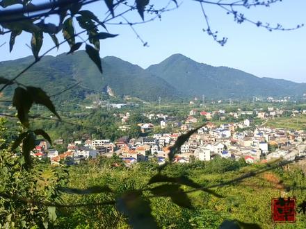 进入深秋季节,老鸦柿果子慢慢的红了,老鸦柿与野柿子如何区别