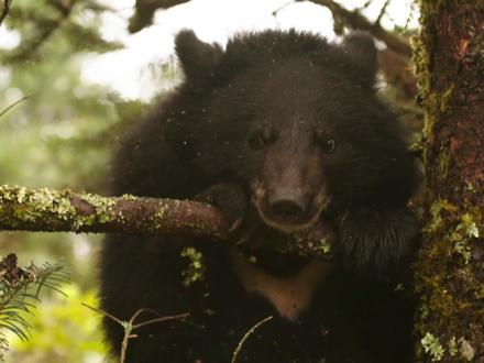 #神农架 黑熊上树捅马蜂窝,结果……#聆听大自然 #治愈系 #大自然 #大自然