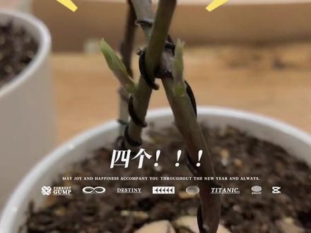 牛油果盆栽修剪后续提前到来啦。