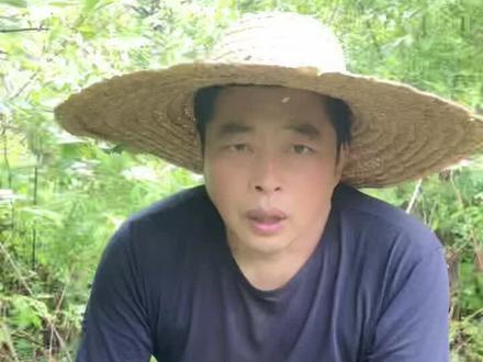 现在正是吃山野菜的季节,有几种山野菜呀,对#山野菜 ##田园生活 @#家乡特产 身体有伤害不宜多吃。