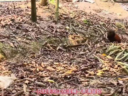 一组数据告诉你——这条蛇不是被吃掉的,是被“降维打击”的。#神奇动物在抖音 #动物世界 #红毛鸡 #滑鼠蛇 #毛鸡