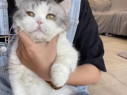 给大家科普一下邦邦两拳的真正意思#邦邦两拳 #邦啊