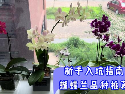 根据蝴蝶兰的花型,花色,花期给新手花友推荐几款大众好买的品种 #养花人的乐趣 #蝴蝶兰