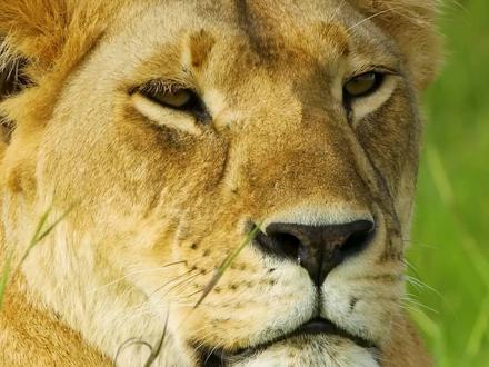 《动物世界》 狮子与鬣狗的恩怨(3)#动物世界 #大自然