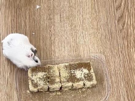 我求了它半天才同意和我拍 #仓鼠 #霉豆腐 #仓鼠日常