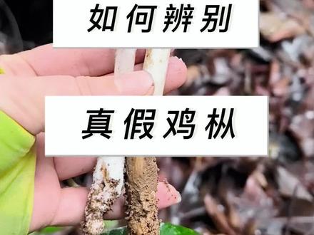如何分辨真假鸡枞#鸡枞 #捡鸡枞 #假鸡枞 #毒蘑菇