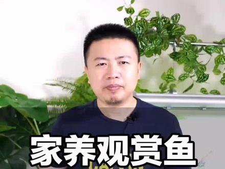 自己精心饲养的观赏鱼,吃起来更干净放心?咱纯技术层面来分析 #轻知识计划 #吃鱼去 #养鱼