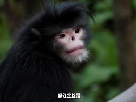 金丝猴捕食鸟类看呆网友,素食国宝为何突然开荤?猴:保健品而已