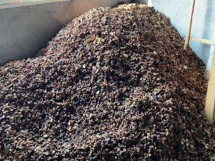 茶籽壳里有一种好东西,很多人把它当成宝,您知道有什么作用吗 #中药材 #茶籽芯 #茶籽芯泡茶有什么功效 #土方子 #茶籽壳的用途 #分享 #农村生活