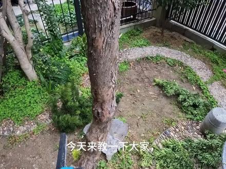今天来教一下大家,锯树时怎么控制树干倒下的方向#修剪树枝 #养护小知识 #修剪艺术 #砍树 #庭院生活