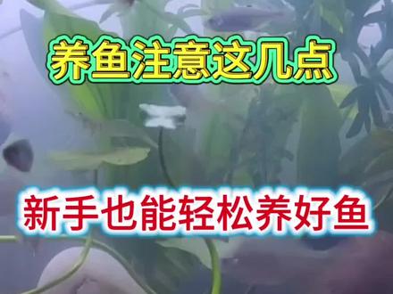 养鱼注意这几点,新手也能轻松养好鱼#干货分享#水族#养鱼#观赏鱼#养鱼日记