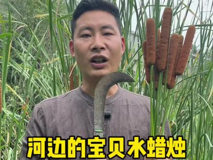 香蒲的作用极高,全株可以用于造纸,叶子可编织,嫩芽是蔬菜,花粉是大名鼎鼎的蒲黄,这么好的植物你的家乡有吗?#植物科普 #新农人计划2023 #你的家乡有这种植物吗 #香蒲