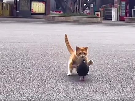 天下武功唯快不破,当猫咪学会了喵喵拳,反应速度你想象不到#创作灵感 #这猫一看就是练家子 #功夫猫 #猫咪打架有多凶 #猫咪打架日常