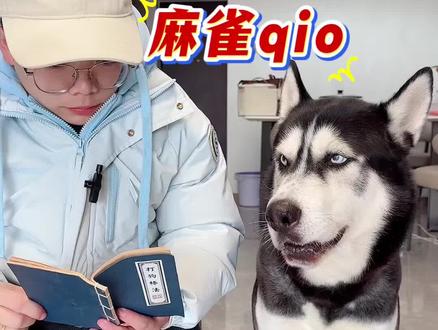 我今天带来福去看脑医生了,你猜医生那边怎么说???#万物可爱计划 #宝贝年味企划 #新春萌宠才艺大赏 #二哈 #哈士奇