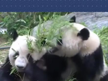 旅日大熊猫即将回国,每年为当地创收300亿,日本人为啥不舍? #旅日大熊猫 #晓晓和蕾蕾 #全球创作者计划 #零距离看懂财经 #理性看世界