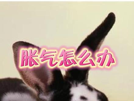 兔子胀气怎么办?兔子为什么会胀气?#宠物兔 #宠物兔子