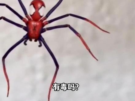 这虫有毒吗?遇到要小心了! #虫子 #昆虫 #隐翅虫 #科普