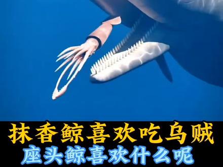抹香鲸吞食乌贼#科普
