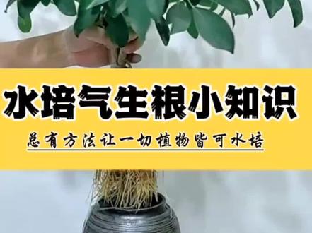 水培鸭掌木又叫八方来财,鸭脚木它是适合新手水培的木本植物之一,看到这些发达的气生不定根,你还担心自己不会水培吗,在15-32度之间无论整株水培还是水扦插都能够快速生根。有些人特别讨厌气生根,气生根是植物自我保护的表现,一般由三种环境胁迫而生长,1,当主杆发生损伤或烂根,2,环境湿度大水中溶氧不足,3,养护瓶器过小不能满足根系生长请看,这些气生根是可以发育成木质化水生根。如果不喜欢可以将篮子顶部气生根清理掉。再来看看它的木质化水生根,一般4-6个月就可以完成转化。提醒,水培千年木,白蜡教程适用于本植物。#水培先生 #水培植物 #家庭养花 #爱生活爱养花 #水培