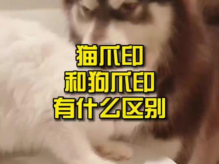猫爪印和狗爪印有什么区别?#萌宠 #猫咪 #科普知识