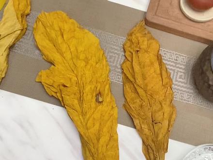 刚到的云南红花大金元的叶子评测#手卷