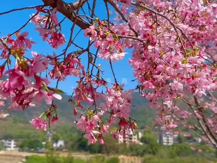 在贵安高宅村,遇见最温柔的春天🌿#油菜花 #福州游玩推荐 #高岳村 #福州同城 #樱花