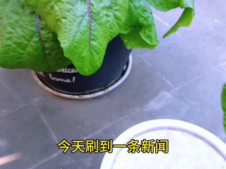 这才是紫菜苔(红菜苔)正确的打叶方法 #家庭种植 #我的小菜园 #种植小技巧 #红菜苔 #三农 #纯天然绿色蔬菜