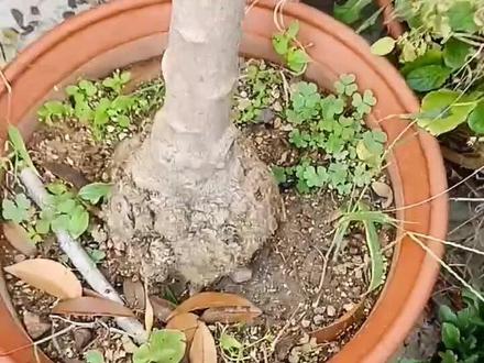 粉丝从青口来买腊梅桂花茶花等,必须得给挑梅龟大的,树形好的素心腊梅。#腊梅 #桂花 #茶花