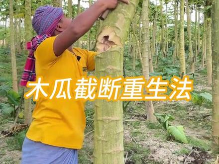 木瓜截断重生法,砍木瓜树看似破坏,实则是增产绝招 注意看,这名男子挥刀砍向木瓜树。你或许以为他只是将其当作柴火烧,可令人意外的是,砍断树干后,他立刻用薄膜将树桩仔细包裹起来。难道他还想让木瓜树重新发芽?原来这是 “木瓜截断重生法”,目的是刺激树木生长、提高产量。其原理是:砍断树干后,植物会启动自我修复机制,把养分集中到剩余部分,促进新枝条萌发和果实发育。这种做法能让木瓜结得更大、更多,从而提升经济效益。看似破坏,实则是科学的增产手段。#木瓜树 #三农